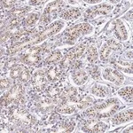 Merck Anti-ZNF526 antibody produced in rabbit