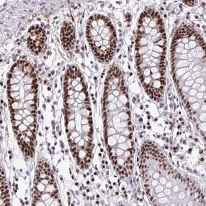 Merck Anti-SLC35C2 antibody produced in rabbit