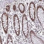 Merck Anti-SLC35C2 antibody produced in rabbit