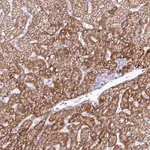 Merck Anti-ZNF101 antibody produced in rabbit