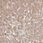 Merck Anti-ETNK1 antibody produced in rabbit