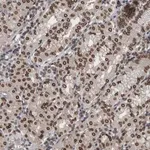 Merck Anti-RANBP2 antibody produced in rabbit