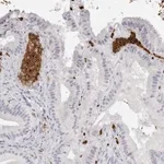 Merck Anti-SPTA1 antibody produced in rabbit