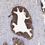 Merck Anti-GPR52 antibody produced in rabbit