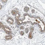Merck Anti-CAPN13 antibody produced in rabbit