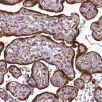 Merck Anti-RAPGEF4 antibody produced in rabbit