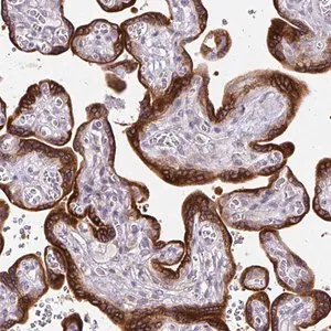 Merck Anti-AMFR antibody produced in rabbit