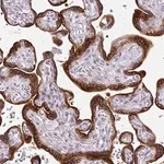 Merck Anti-AMFR antibody produced in rabbit