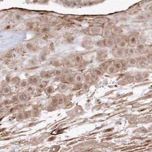 Merck Anti-ZGRF1 antibody produced in rabbit