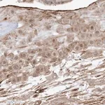 Merck Anti-ZGRF1 antibody produced in rabbit