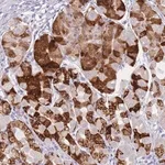 Merck Anti-ZNF627 antibody produced in rabbit