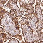 Merck Anti-CNOT1 antibody produced in rabbit