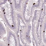 Merck Anti-HTR3E antibody produced in rabbit