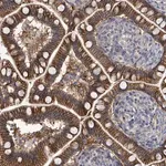 Merck Anti-KRAS antibody produced in rabbit