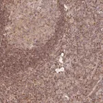 Merck Anti-MYBL2 antibody produced in rabbit