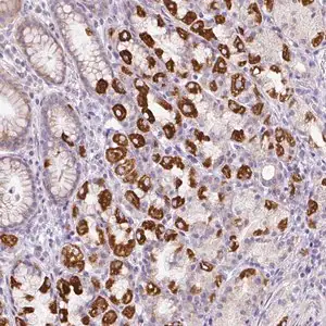 Merck Anti-HPS4 antibody produced in rabbit