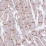 Merck Anti-C2orf68 antibody produced in rabbit