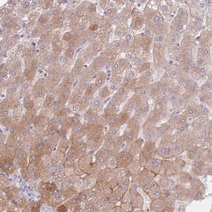 Merck Anti-HRG antibody produced in rabbit