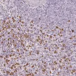 Merck Anti-BIK antibody produced in rabbit