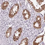 Merck Anti-ANKRD18A antibody produced in rabbit