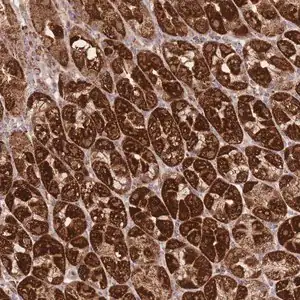Merck Anti-PREP antibody produced in rabbit
