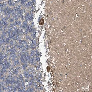 Merck Anti-B3GAT3 antibody produced in rabbit