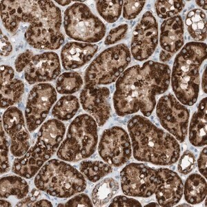 Merck Anti-RMND1 antibody produced in rabbit