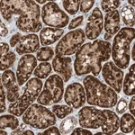 Merck Anti-RMND1 antibody produced in rabbit