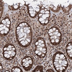 Merck Anti-FKBP5 antibody produced in rabbit