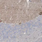 Merck Anti-SHANK1 antibody produced in rabbit