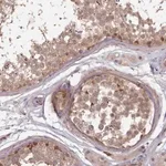 Merck Anti-CLNS1A antibody produced in rabbit