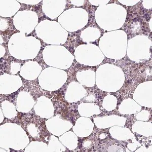 Merck Anti-CXCR1 antibody produced in rabbit