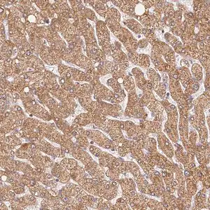 Merck Anti-LSS antibody produced in rabbit