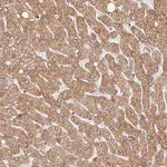 Merck Anti-LSS antibody produced in rabbit