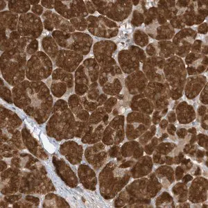 Merck Anti-TAB3 antibody produced in rabbit