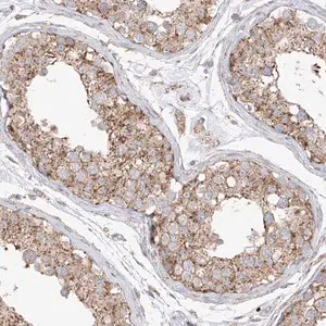 Merck Anti-XKR3 antibody produced in rabbit