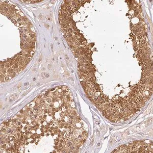Merck Anti-NDUFB2 antibody produced in rabbit