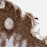 Merck Anti-RABL3 antibody produced in rabbit