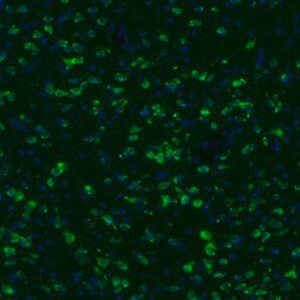 Merck Anti-GKAP1 antibody produced in rabbit