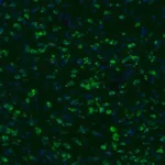 Merck Anti-GKAP1 antibody produced in rabbit
