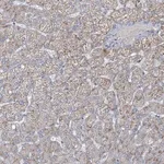 Merck Anti-CCDC14 antibody produced in rabbit