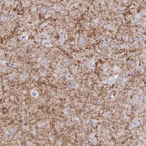 Merck Anti-GRIA1 antibody produced in rabbit