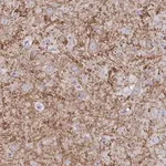 Merck Anti-GRIA1 antibody produced in rabbit