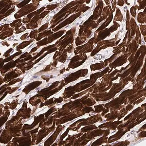 Merck Anti-DHFR2 antibody produced in rabbit