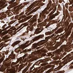 Merck Anti-DHFR2 antibody produced in rabbit