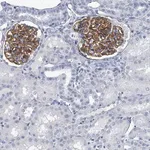 Merck Anti-TAS2R1 antibody produced in rabbit