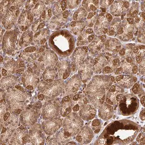 Merck Anti-MALSU1 antibody produced in rabbit
