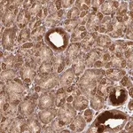 Merck Anti-MALSU1 antibody produced in rabbit