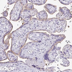 Merck Anti-PLPPR3 antibody produced in rabbit