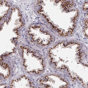 Merck Anti-EFL1 antibody produced in rabbit